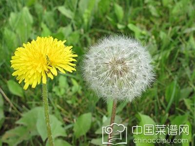 蒲公英如何种植才能确保其成活率高