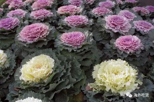 羽衣甘蓝花如何留种？种子拆分后