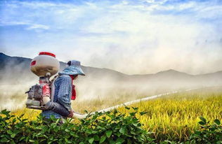 农药的分类及影响