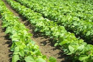 玉兰树的生长速度：快慢之间