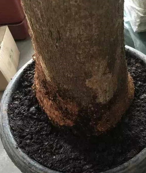 发财树烂根还有救吗？这样做让你的发财树起死回生