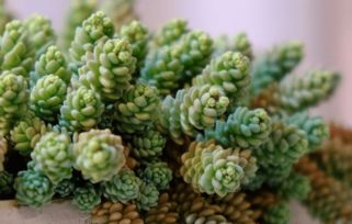 姬星美人叶子发黄是什么原因导致的