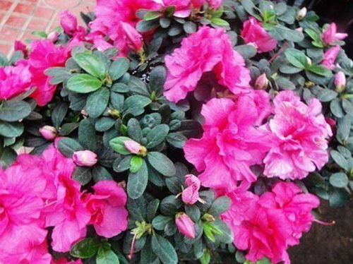 杜鹃花：秋冬春三季的花朵盛宴