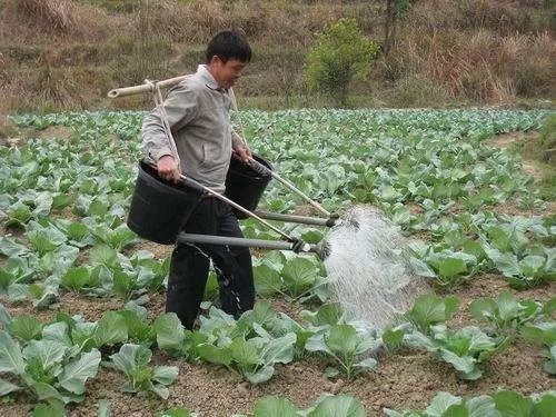 丝瓜浇水时间如何把握，才能既不积水也不干旱