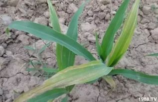 病害类型，决定浓度大小