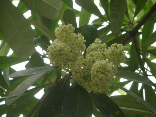 揭秘：糖胶树的毒性与香气之谜，农业种植必知！