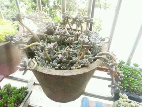 冬季白鸟多肉怎么浇水？浇水量和频率如何把握