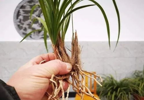 兰花根系如何处理？栽种前需注意什么