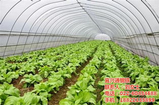 玻璃大棚适合种植哪些蔬菜品种？