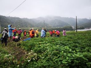遂昌高山四季豆，黄塔村民致富豆