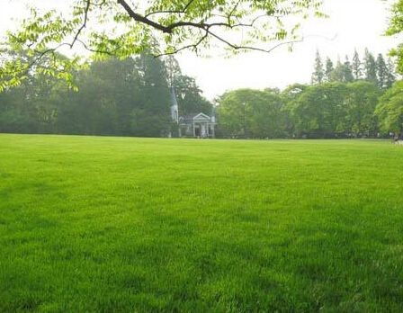 黑麦草+紫穗槐+苔草， 生态补偿好搭档