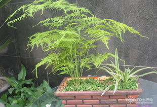 文竹与文竹的不同