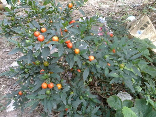 水果与植物的红色汁液大揭秘