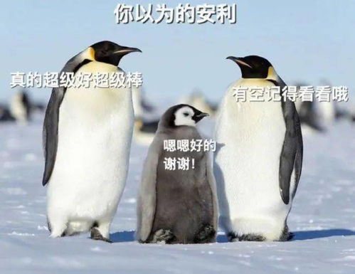 鹌鹑的耐寒温度是多少？这个温度下