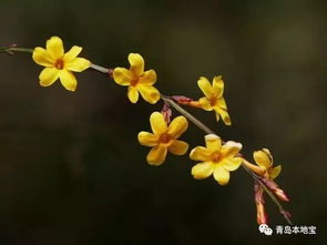 迎春花一般在几月份开放，观赏迎春花的花期是多久