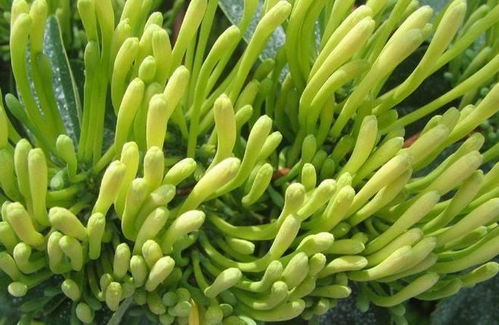 续断种子价格波动大，种植方法多样