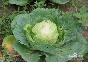 蔬菜水果上的农药残留，洗洗就没事了？