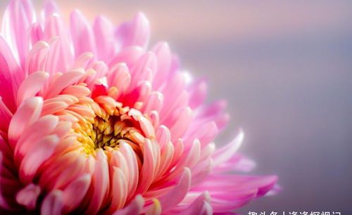 小菊鲜花色泽渐淡，为何如此迅速