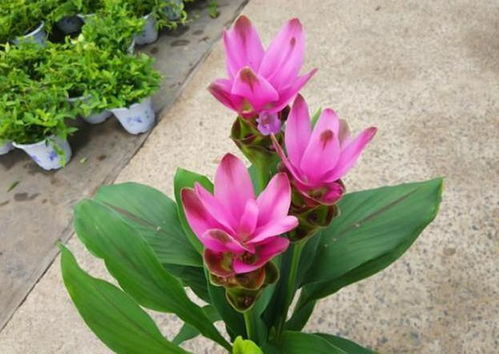 荷花种植季节和养护指南