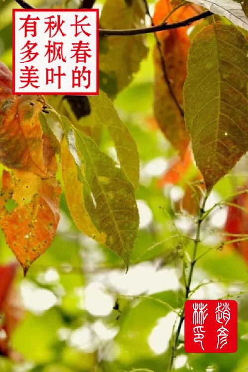 枫叶像火焰般绚烂，你能否一眼辨出它的独特形状