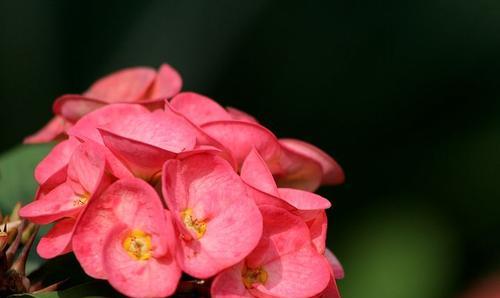 品种对比防坑指南