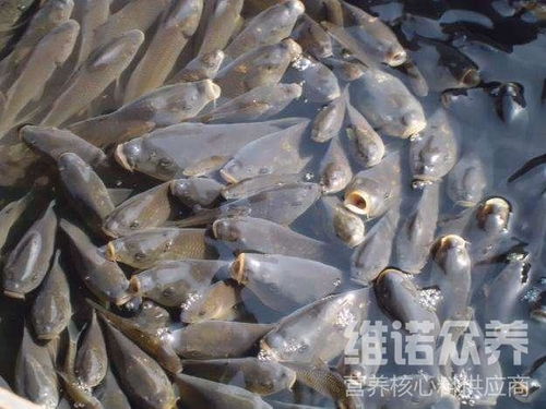 鲫鱼养殖时除了传统的鱼粉、豆饼等，还有哪些新型饲料更适合鲫鱼生长和营养需求？