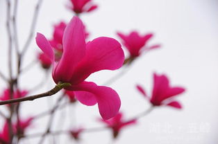 五峰红花玉兰， 艳丽夺目的新生力量