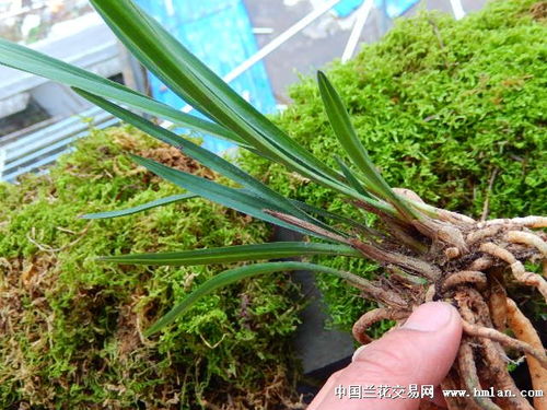 热带兰花与仙人掌的生存之道