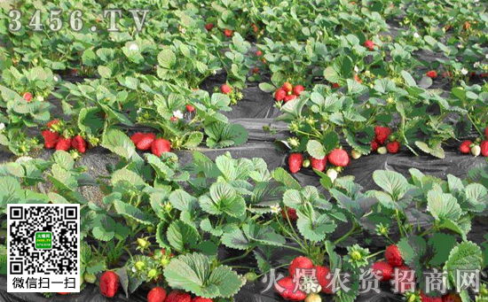 樱桃树灰霉病的来头