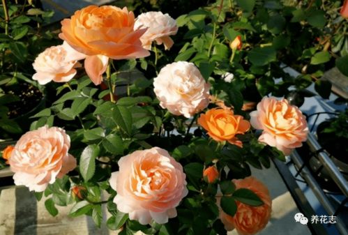 病害防治，不Neng马虎