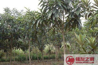 枇杷树修剪方法图解中，如何根据树形调整修剪技巧