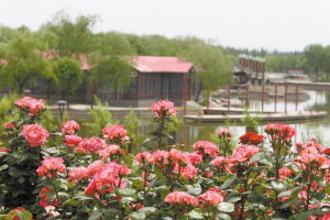 花海秋色，四季常青