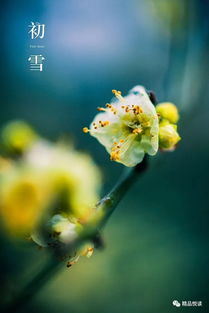 花淑树苗冬天如何保温？有效方法有哪些