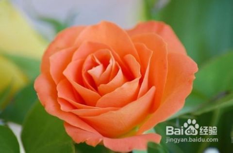 玫瑰花的秘密种植时间