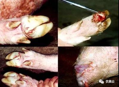 猪口蹄疫管理中，针对不同阶段有哪些具体有效的处理方法？
