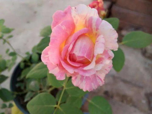 帕斯泰拉月季的简介