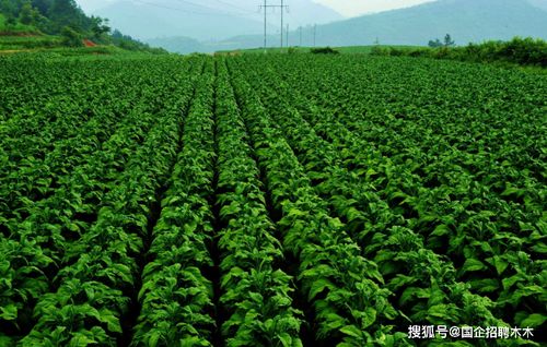 如何选择和种植坡地草？