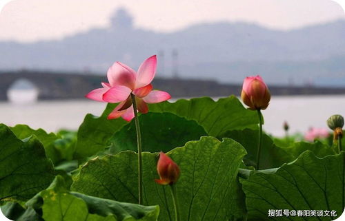 荷花养护：了解这些禁忌