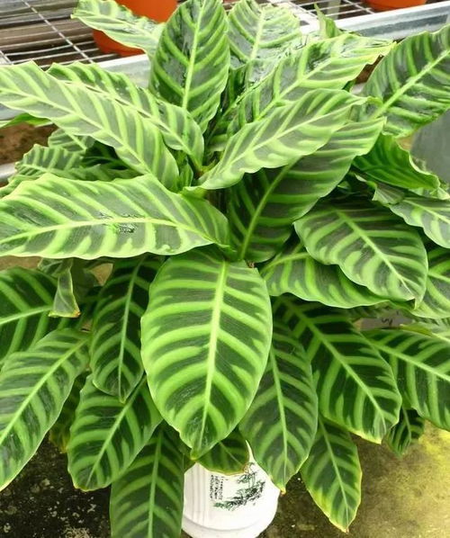 不用阳光，植物怎么生长
