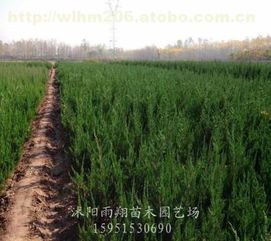 花卉市场是个好去处