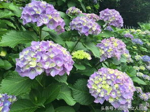 多被银莲花有几种颜色？这几种颜色