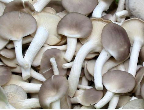 蘑菇种类大全及图片，你认识哪些