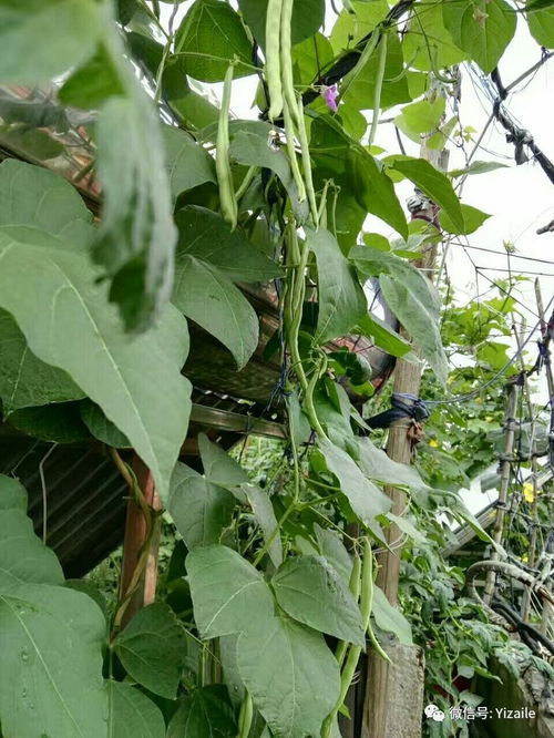 家庭种植技巧分享