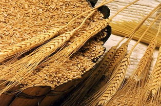 为什么猪饲料中偏爱使用麦麸而非次粉来提高粉料高度？