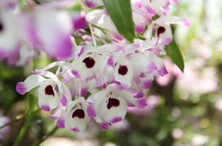 金钗石斛的树家