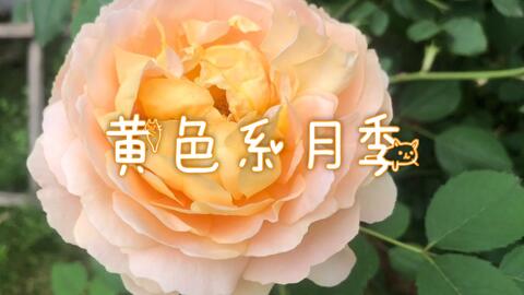 黄金庆典月季与夏洛特夫人月季的区别