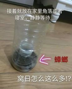猫眼里有虫子？如何安全取出