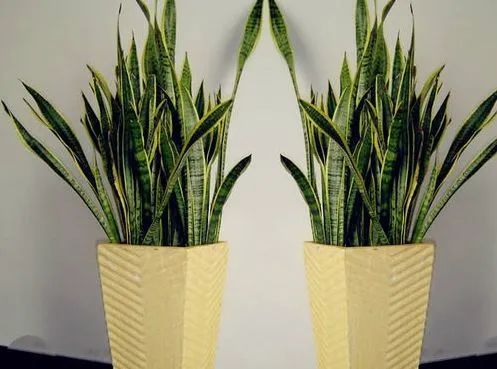 虎皮兰：耐阴耐旱， 净化空气