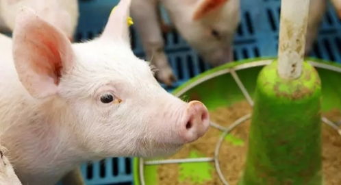 乳猪预混料真的能显著减少小猪发病率并促进增重吗？