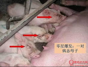 夏天母猪采食低、奶水差、反复炎症，原因究竟是什么？